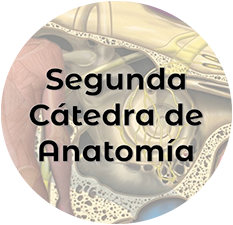 logo anato2